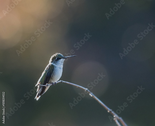 A young ruby throated male hummingbird basks in the early morning sunlight.