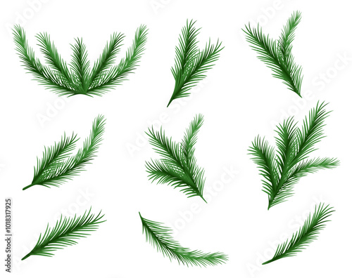 Set of pine branch. Part of Christmas tree. Forest and wildlife, flora. Nature and ecosystem, botany.  Vector illustration 
