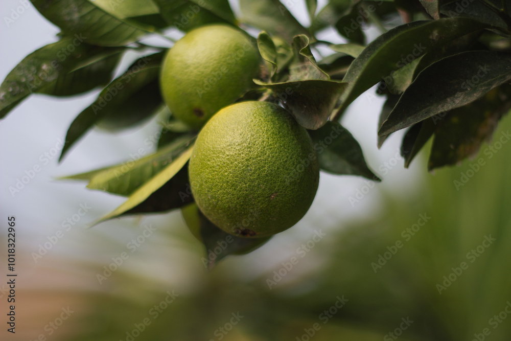 This image reflects the beauty of Mediterranean citrus farming and the peaceful atmosphere of a Greek orchard, perfect for showcasing freshness and nature’s bounty.