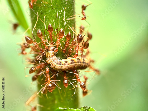 Close up of a swarm of weaver ants, Macro shot of a swarm of weaver ants that prey on caterpillars