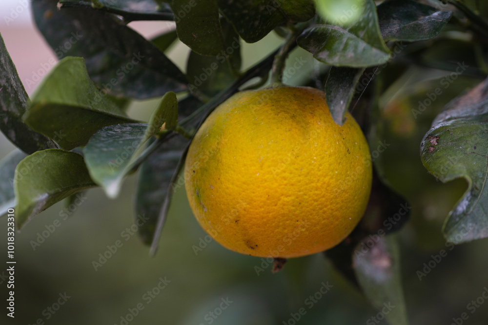 A vibrant photo of ripe oranges growing on a tree in a sunny Greek garden. A vibrant photo of ripe oranges growing on a tree in a sunny Greek garden.