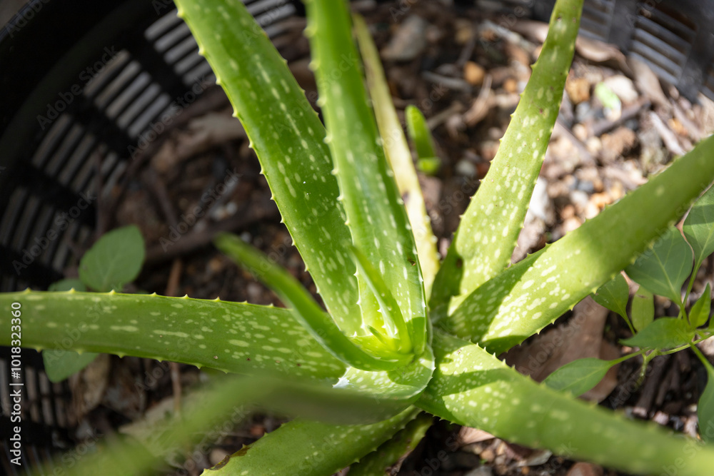 Aloe vera plant with spiky green leaves thrives in its natural outdoor environment, offering herbal healing properties with its fresh and medicinal qualities in the tropical garden. Aloe vera plant with spiky green leaves thrives in its natural outdoor environment, offering herbal healing properties with its fresh and medicinal qualities in the tropical garden.
