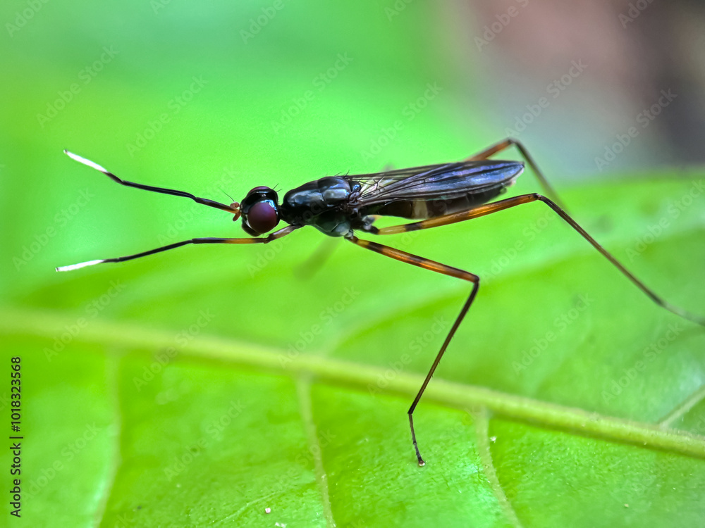 Close up of Stilt-legged fly Close up of Stilt-legged fly