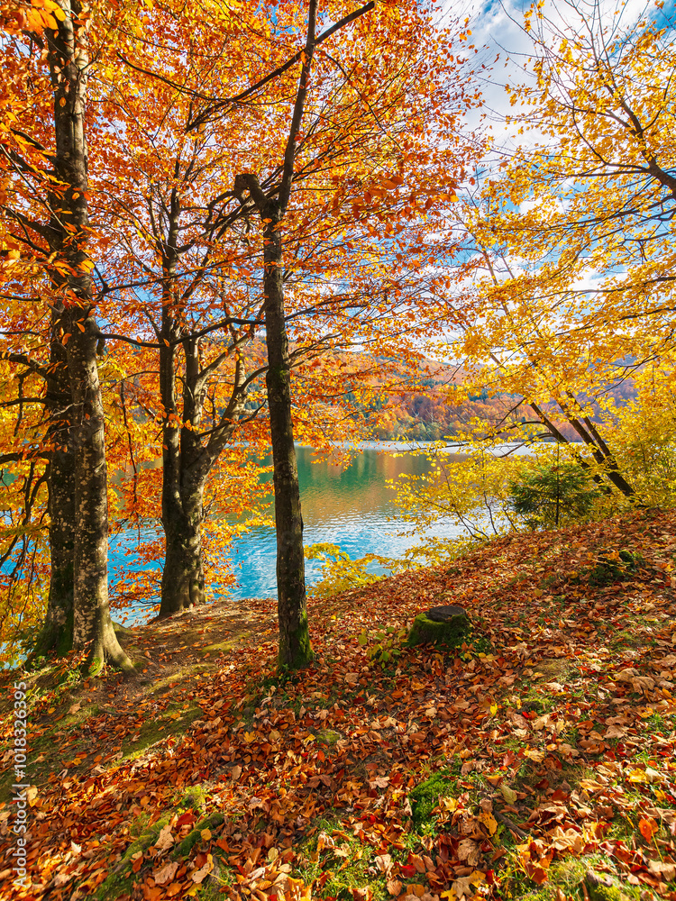 mountain landscape with lake in autumn. trees in colorful foliage on the shore. sunny weather. vilshany water reservoir of ukraine mountain landscape with lake in autumn. trees in colorful foliage on the shore. sunny weather. vilshany water reservoir of ukraine