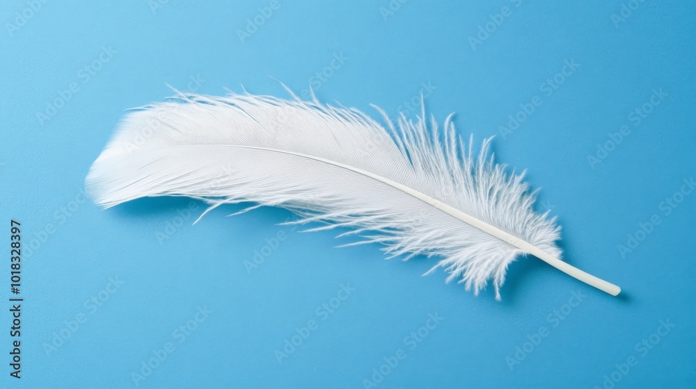 Obraz premium Isolated White Feather on Solid Blue Background