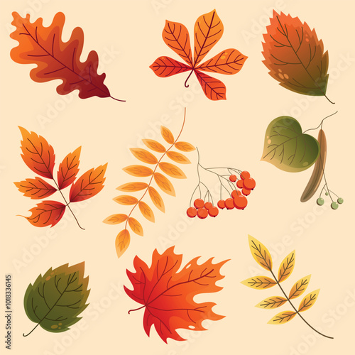 Autumn leaves collection. Vector set, herbarium, leaves template.