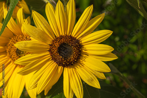 Close up of blooming sunflower photo