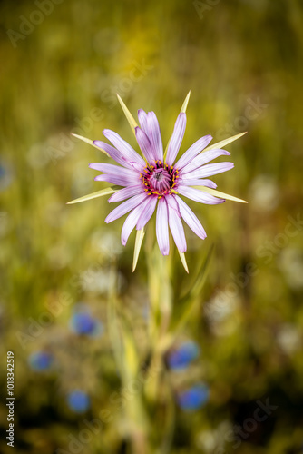 Wiesenschönheit photo