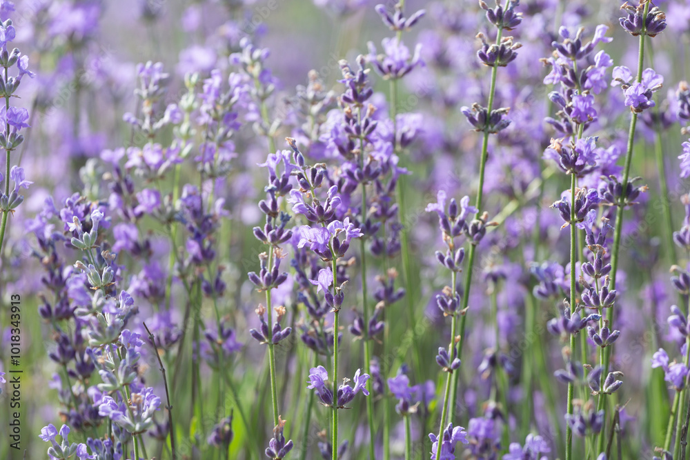 Obraz premium Purple violet color lavender flower field closeup background