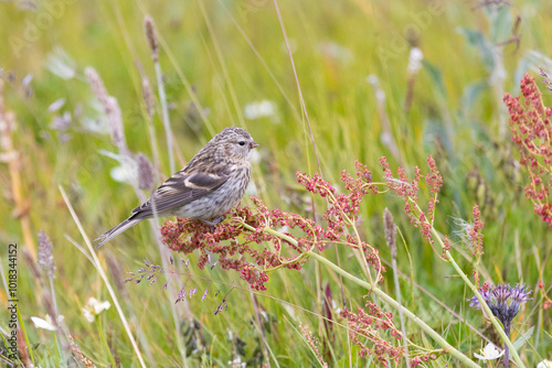 Young redpoll eats horse sorrel seeds photo