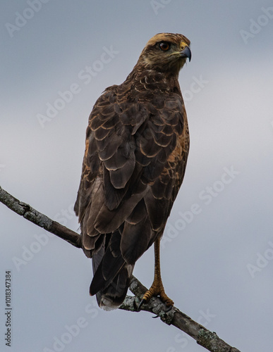 bird of prey photo