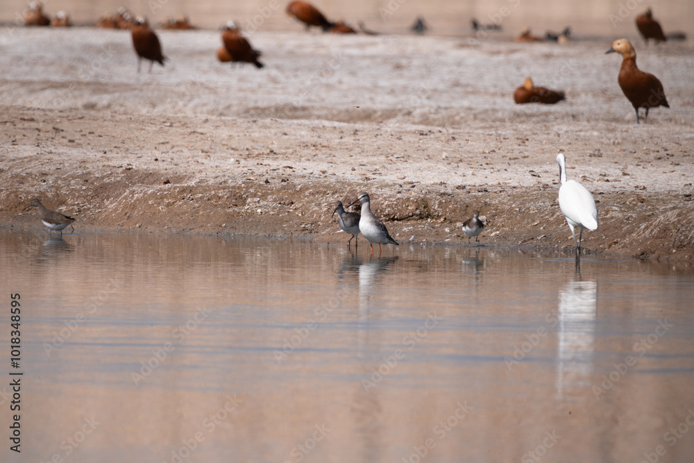 bird, egret, heron, white, animal, nature, water, wildlife, beak, wild, lake, great, feathers, birds, feather, sea, standing, pond, great egret, wetland, swan bird, egret, heron, white, animal, nature, water, wildlife, beak, wild, lake, great, feathers, birds, feather, sea, standing, pond, great egret, wetland, swan