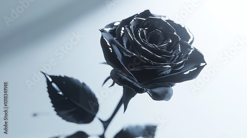 black rose isolated on Transparent Background.
