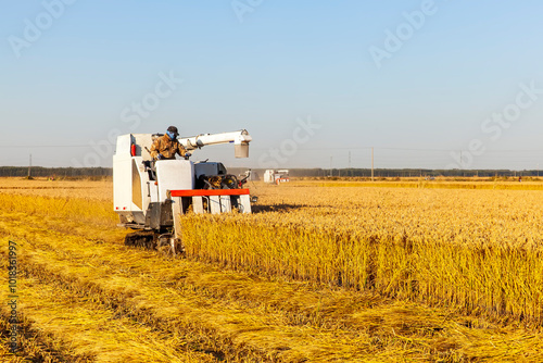 Harvester machine is harvesting rice