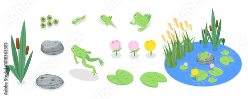 3D Isometric Flat  Set of Cartoon Frogs, Toad Life Cycle