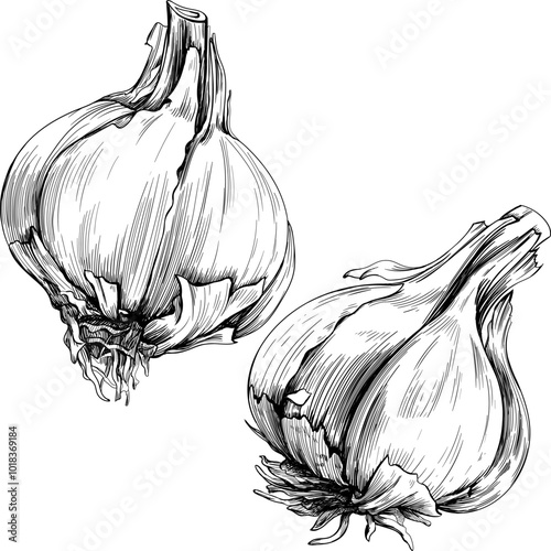 Black and white engraved ink art vegetable collection. Hand drawn garlic isolated illustration element on white background set.
