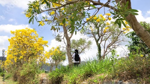 Asian man walking among the yellow Tabebuya (Handroanthus chrysotrichus) trees that are blooming during the day. photo