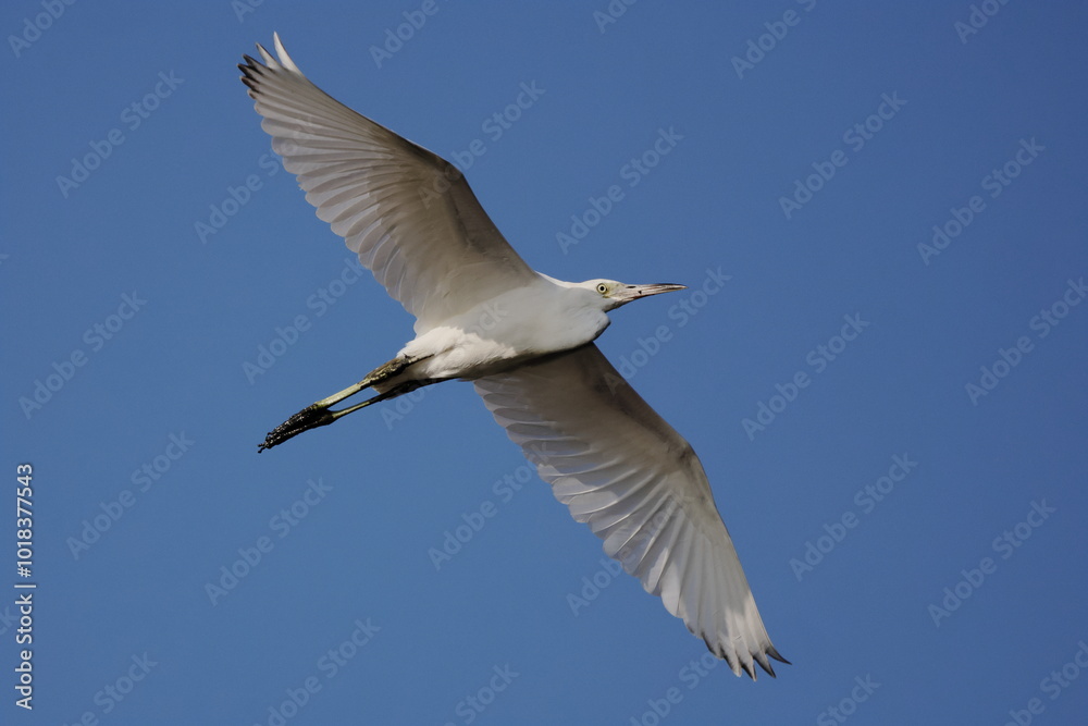 Great white egret inflight against blue sky Great white egret inflight against blue sky
