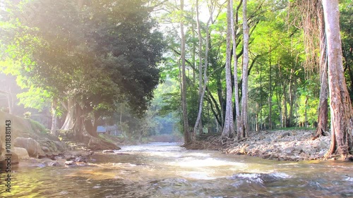 Stream and forest in the deep jungle with morning light.
