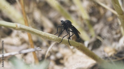 Probably Laphria gilva is species robber flies. Crimea desert photo