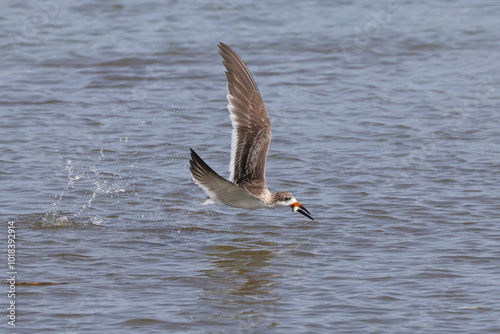 Black skimmer birds skimming eating small fish on water