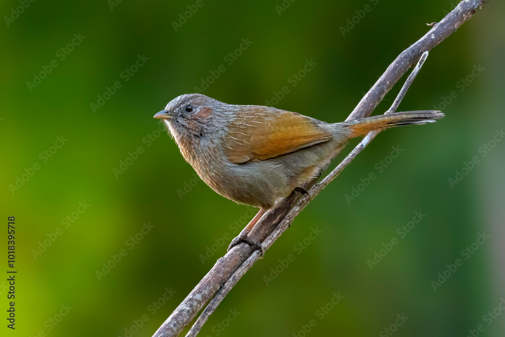 Fototapeta premium A Brown Cheeked Fulvetta bird perched on a small branch