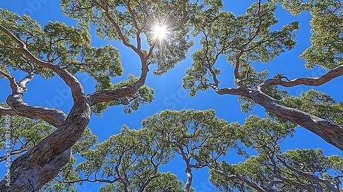 Sunlit Tree Canopy in Summer Scene photo