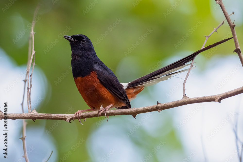 A White Rumped Shama bird perched A White Rumped Shama bird perched