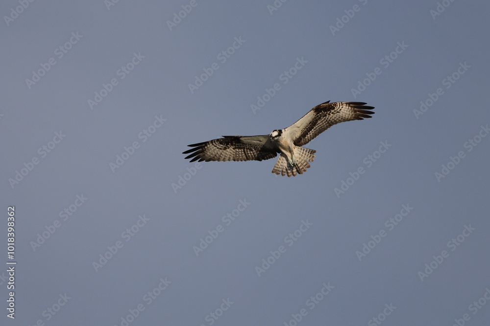 Osprey souring hunting for prey against blue sky. Osprey souring hunting for prey against blue sky.