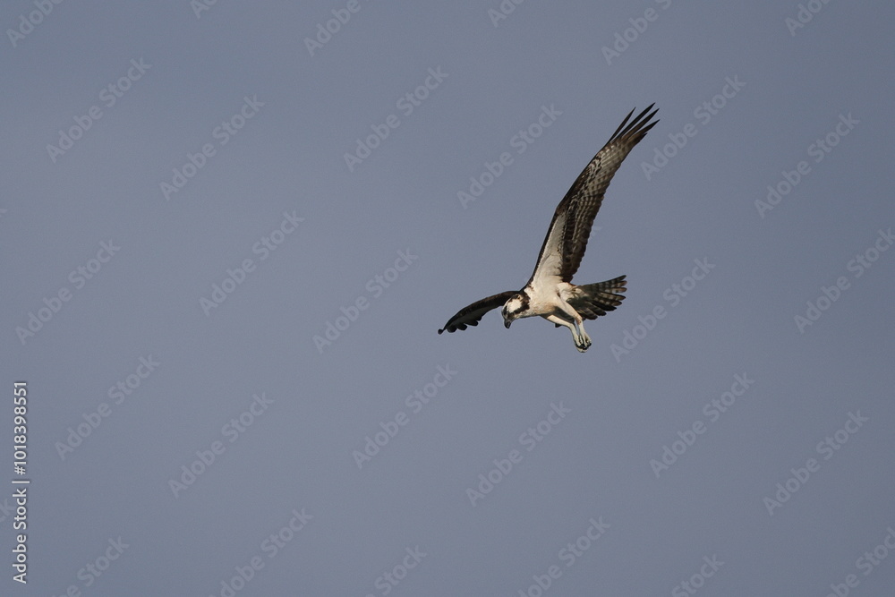 Osprey souring hunting for prey against blue sky. Osprey souring hunting for prey against blue sky.