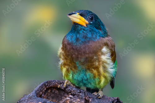 Portrait / Closeup of a Great Barbet bird