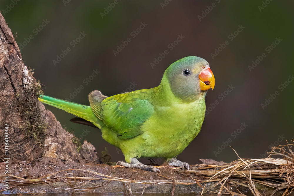 Fototapeta premium A Slaty Headed Parakite Juvenile with a beautiful background