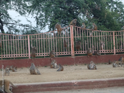 Fotografija A troop of monkeys on Govardhan Parikrama Marg alongside cows and people passing through the same road, capturing the harmony of animals and humans in this sacred setting