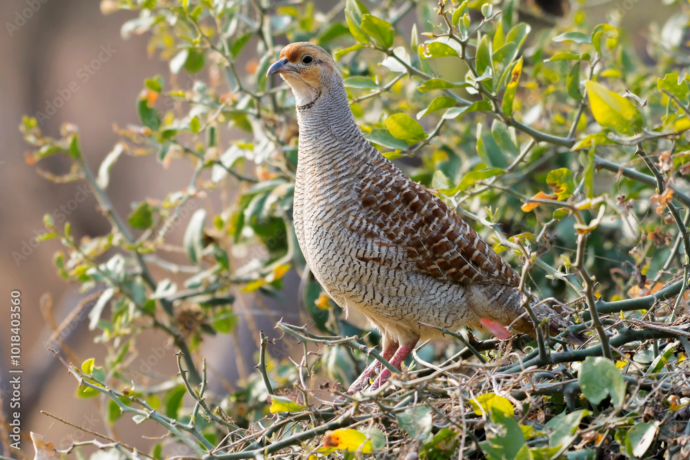 Grey Francolin perched on a ground Grey Francolin perched on a ground