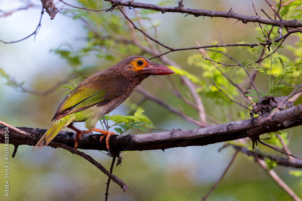 Brown Headed Barbet perched on a tree branch Brown Headed Barbet perched on a tree branch