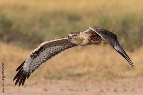 
Common kestrel in flight with beautiful background
