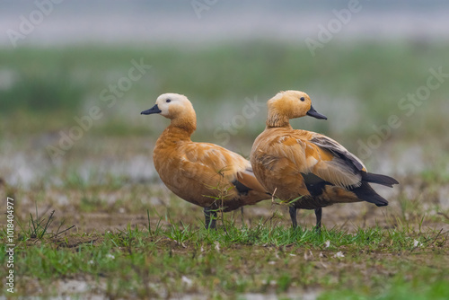 Pair of Rudy Shelduck