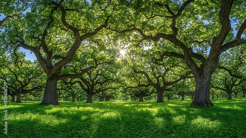 Lush Green Canopy of Tall Trees in Sunlight