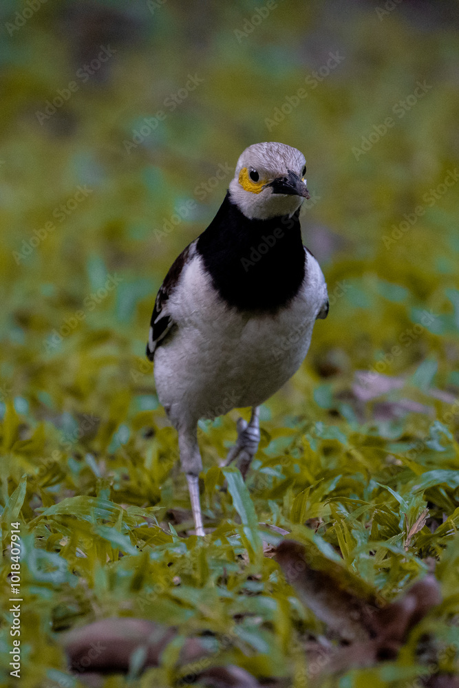 bird bird
