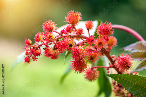 Red Ricinus Communis plant (Castor bean plant, Castor oil plant) with blurred green leaf background