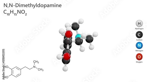 Molecule of N,N-Dimethyldopamine (C10H15N3O2) is an organic compound related to dopamine, featuring two methyl groups attached to the nitrogen. Chemical model: Ball and Stick. White back. 3D render photo