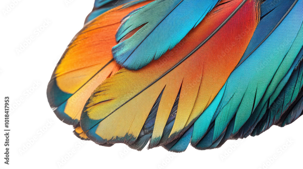 Fototapeta premium colorful feather animals transparent background