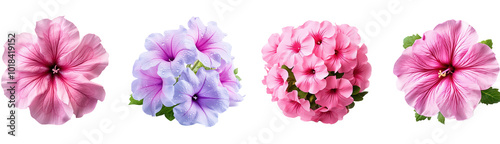 Four different colored flowers are shown in a row