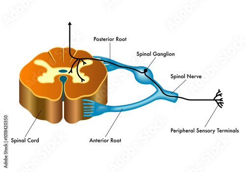 Medical illustration showing the connection of the spinal ganglion to the spinal cord, with annotations regarding the pathway. photo