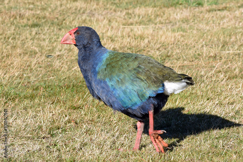 endangered New Zealand Takahe (porphyrio hochstetteri), a colorful, endemic New Zealand flightless bird, seen in wildlife near Dunedin, south island, New Zealand photo