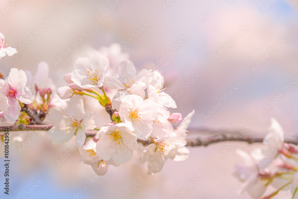 桜の花 やわらかな春のイメージ 桜の花 やわらかな春のイメージ