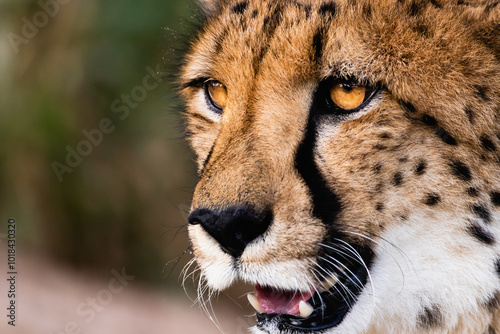 Cheetah photo