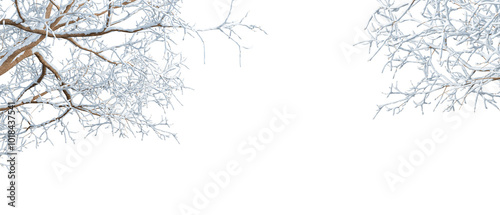  snow covered branches isolated on transparent