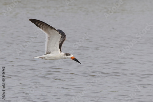 Black skimmer bird skimming the water eating small fish photo