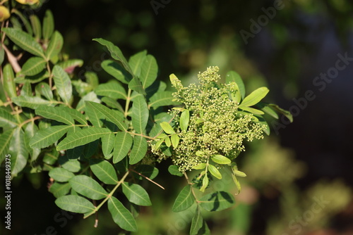 flowers and leaves of schinus terebinthifolius raddi tree photo